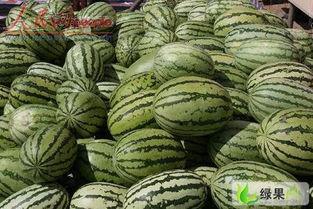 宁夏兴仁镇硒砂瓜免费吃,免费品尝大自然的馈赠”  第3张