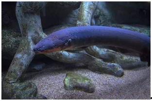 电鳗最新爆料视频,揭秘神秘事件内幕 第3张 电鳗最新爆料视频,揭秘神秘事件内幕 第3张